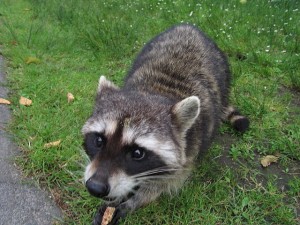 a_possibly_rabies_infested_racoon_at_stanley_park