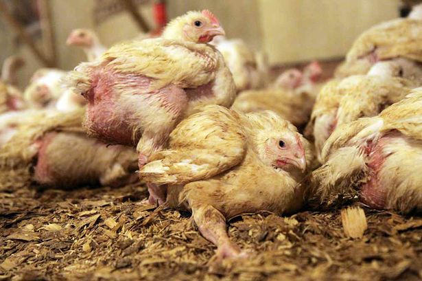 Sick and deformed chickens suffering inside a chicken factory farm-1338610