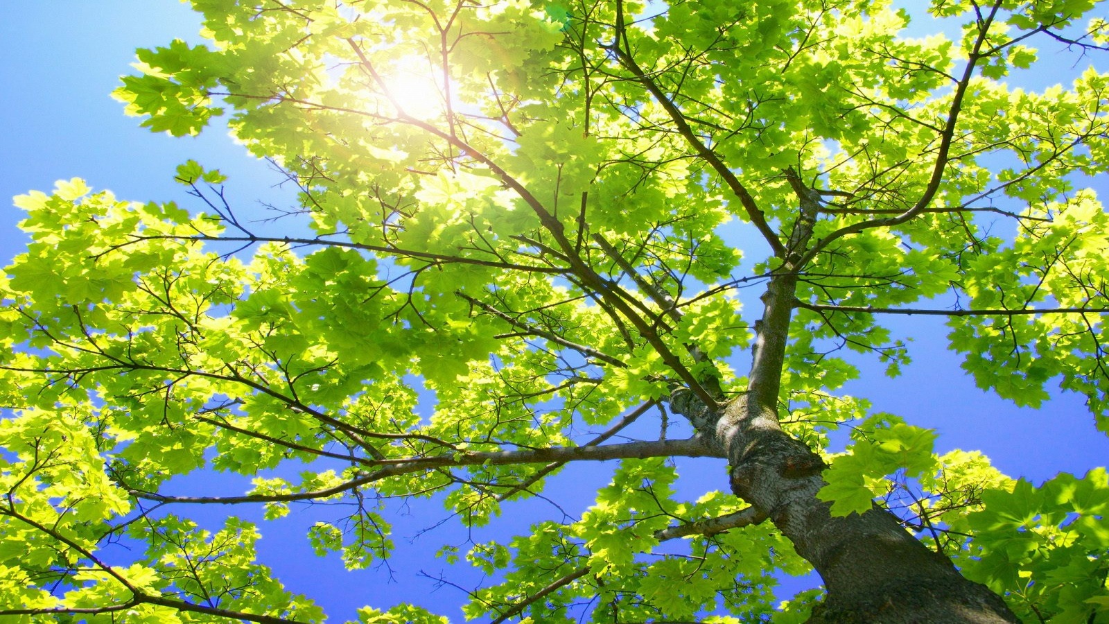 sunny_tree_branches_wallpaper_plants_nature_wallpaper_1600_900_widescreen_1300
