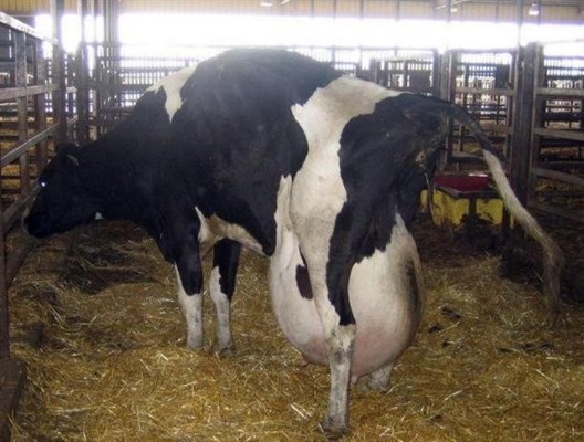 ca_cow_2