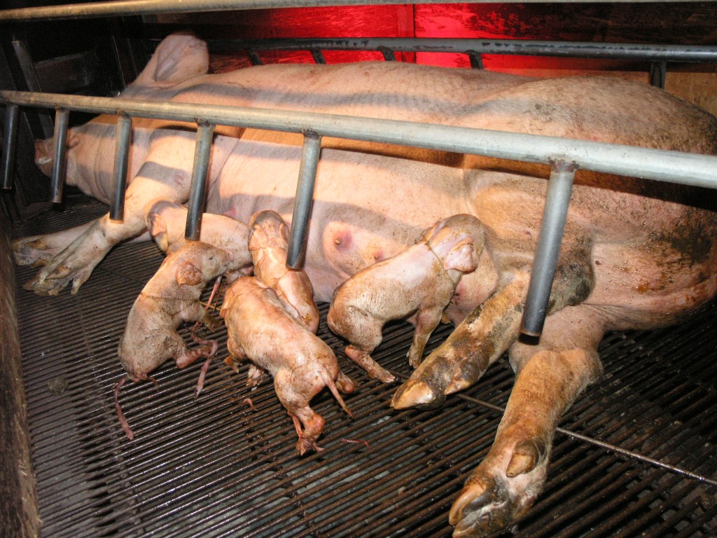 pigs_mother-and-piglets-in-farrowing-crate