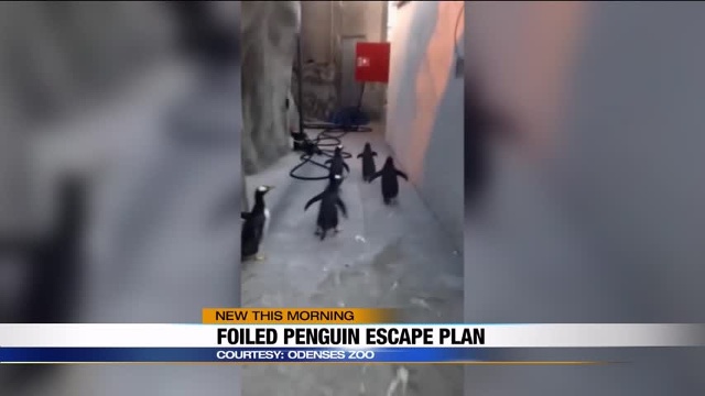 img-VIRAL-VIDEO-Penguin-escape-plan-foiled
